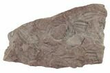 Ordovician Trilobite Mortality Plate (Pos/Neg) - Morocco #194105-3